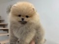 PREMİUM KALİTE POMERANİAN BOO