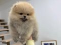 PREMİUM KALİTE POMERANİAN BOO