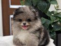 PREMİUM KALİTE POMERANİAN BOO