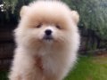 A kalite sıfır beden Pomeranian boo yavrular