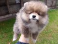 A kalite sıfır beden Pomeranian boo yavrular