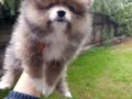 A kalite sıfır beden Pomeranian boo yavrular