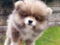 A kalite sıfır beden Pomeranian boo yavrular