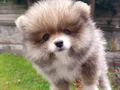 A Kalite ankarada en uygun pomeranian boo orjinal yavrular