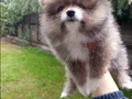 A Kalite ankarada en uygun pomeranian boo orjinal yavrular