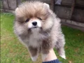 A Kalite ankarada en uygun pomeranian boo orjinal yavrular