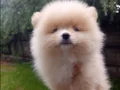 A Kalite ankarada en uygun pomeranian boo orjinal yavrular