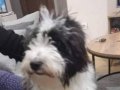 Tebit terrier 