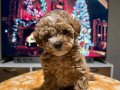 EGZOTİK RENK TEA CUP TOY POODLE 
