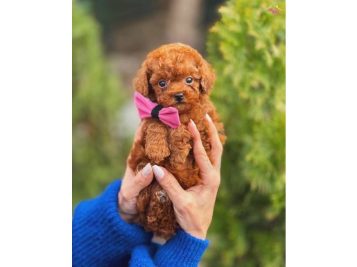 KORE TEACUP POODLE