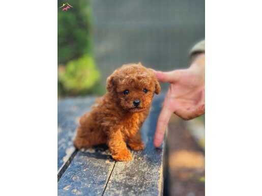 A KALİTE TEACUP POODLE