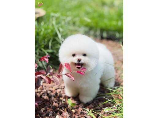 KORE TEACUP POMERİANAN BOO