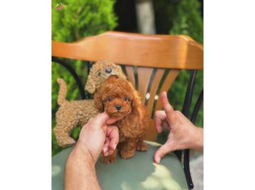 KORE TEACUP POODLE