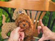 KORE TEACUP POODLE