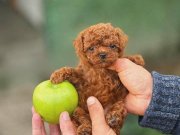 PREMİUM TEACUP POODLE YAVRULAR 