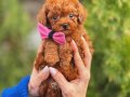 KORE TEACUP POODLE
