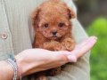 TEDY BEAR EŞSİZ GÜZELLİKTE TEACUP POODLE