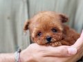 TEDY BEAR EŞSİZ GÜZELLİKTE TEACUP POODLE