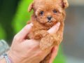 TEDY BEAR EŞSİZ GÜZELLİKTE TEACUP POODLE