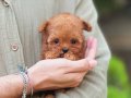 TEDY BEAR EŞSİZ GÜZELLİKTE TEACUP POODLE
