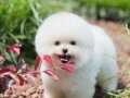 KORE TEACUP POMERİANAN BOO