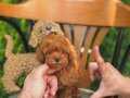 KORE TEACUP POODLE