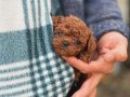 PREMİUM TEACUP POODLE YAVRULAR 