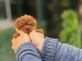 PREMİUM TEACUP POODLE YAVRULAR 