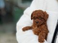 PREMİUM TEACUP POODLE YAVRULAR 