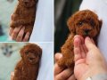 PREMİUM TEACUP POODLE YAVRULAR 