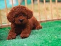A KALİTE POODLE YAVRULAR