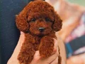 A KALİTE POODLE YAVRULAR