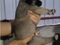 Kangal Çoban Yavruları