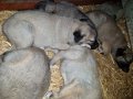 Kangal Çoban Yavruları