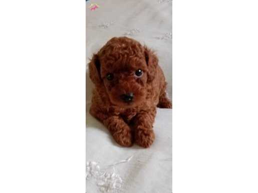  2 aylık red erkek toypoodle yakısıklı oglum  