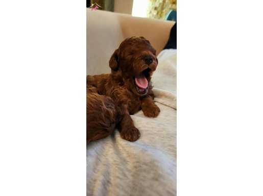 Toy Poodle Yavrular