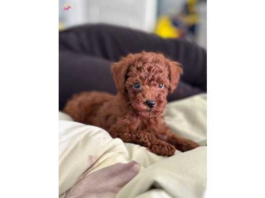 Orijinal red Brown toypoodle 