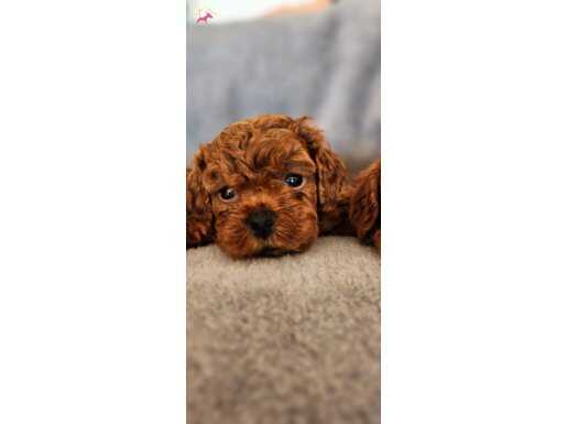 Orijinal Red Brown  Toypoodle Yavrularımız 