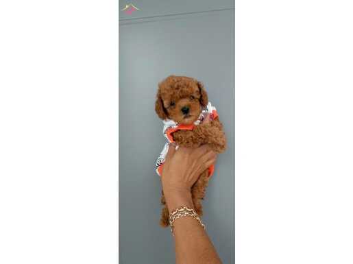 Son toypoodle yavrumuz