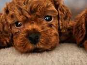 Orijinal Red Brown  Toypoodle Yavrularımız 