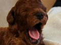 Toy Poodle Yavrular