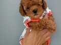 Son toypoodle yavrumuz
