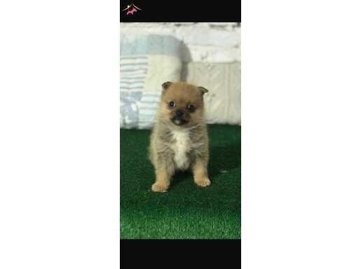 MİKRO BOY POMERANİAN SPİTZ ERKEK YAVRU 