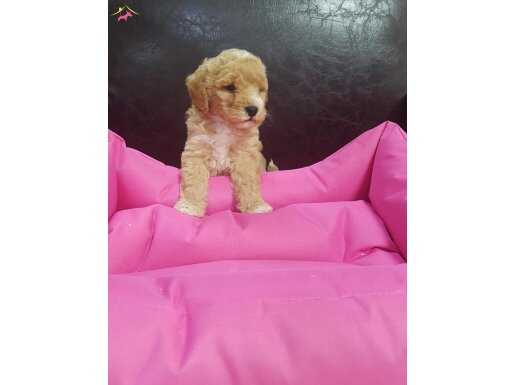 ANNE VE BABA ORJİNAL MALTİPOO YAVRULAR 