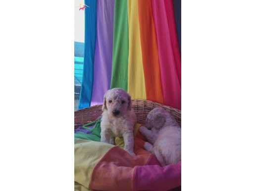 COK UYGUN FİYATA DEV(STANDART) POODLE YAVRULAR
