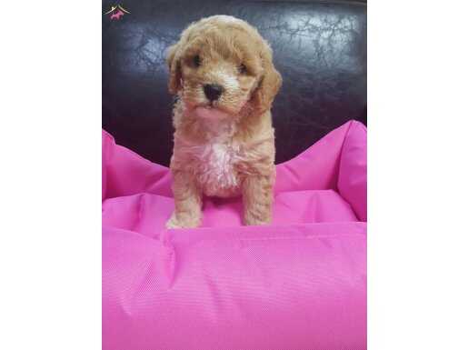 ANNE BABA GERÇEK MALTİPOO YAVRULAR 