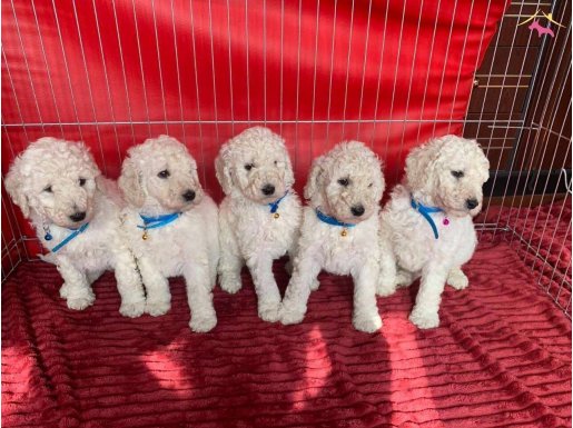 ÇOK UYGUN RAKAMA STANDART(DEV) POODLE YAVRULAR 