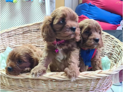 RED KIZIL RENK ORJİNAL CAVAPOO YAVRULAR 