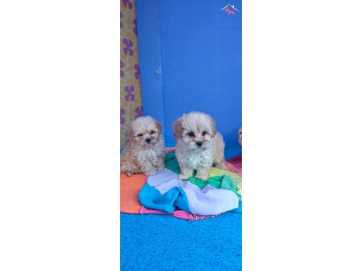 A KALİTE ORJİNAL GERÇEK MALTİPOO YAVRULAR 