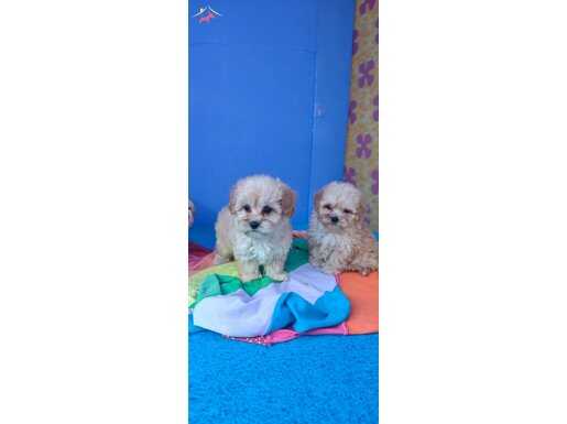 ORİJİNAL SÜPER KALİTE MALTİPOO YAVRULAR 